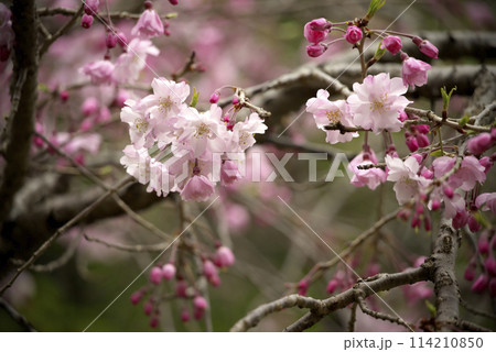 春の近隣公園に咲いた枝垂れ桜 114210850