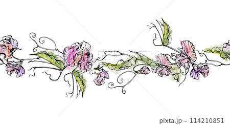 Hand drawn watercolor ink illustration botanical flowers leaves. Sweet everlasting pea, vetch bindweed legume. Seamless banner isolated on white background. Design wedding, love cards, floral shop 114210851