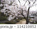 公園に咲いた桜 114210852