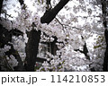 公園に咲いた桜 114210853