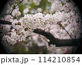 公園に咲いた桜 114210854