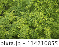 新緑の楓 114210855