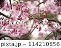 春の近隣公園に咲いた枝垂れ桜 114210856