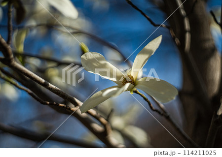 Blooming Anise Magnolia tree Blooming Anise Magnolia tree 114211025