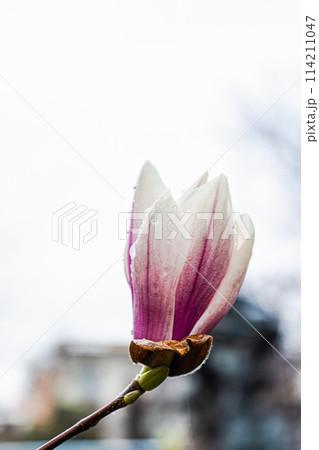 Blossom of magnolia tree in the spring park 114211047