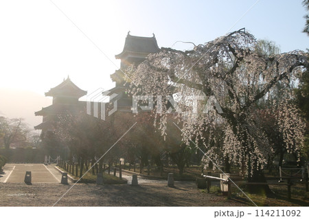松本城天守と桜（長野県・松本市） 114211092