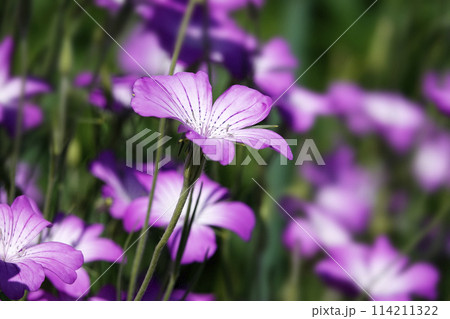 野原に咲くピンク色のムギセンノウの花 野原に咲くピンク色のムギセンノウの花 114211322