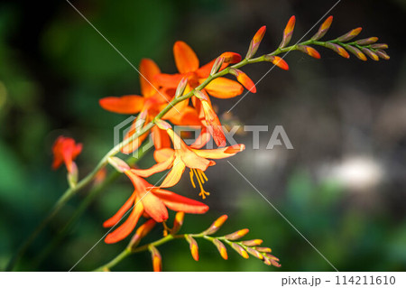 色鮮やかなヒオウギズイセンの花 114211610