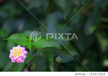 色変わりする、ランタナの花 114211922