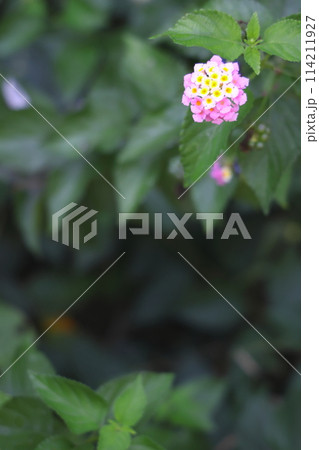 色変わりする、ランタナの花 114211927