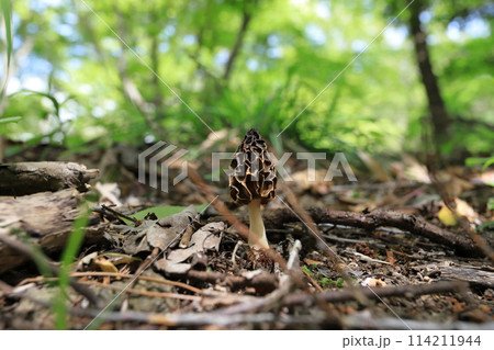 春の庭先に生えてきたアミガサタケ 114211944