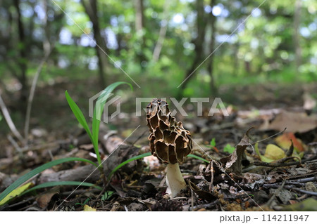 春の庭先に生えてきたアミガサタケ 114211947