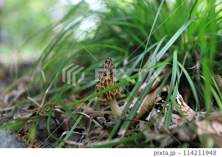 春の庭先に生えてきたアミガサタケ 114211948