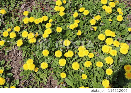 春の花草むらのたんぽぽ 114212005