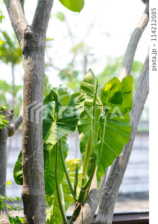Paraiso Verde or Philodendron paraiso verde or verdant paradise or Philodendron paraiso 114212085