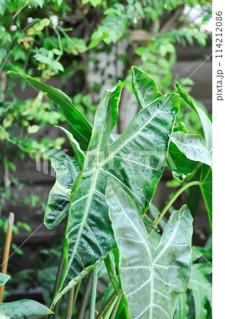Alocasia longiloba miq, Alocasia longiloba or alocasia plant and rain drop Alocasia longiloba miq, Alocasia longiloba or alocasia plant and rain drop 114212086