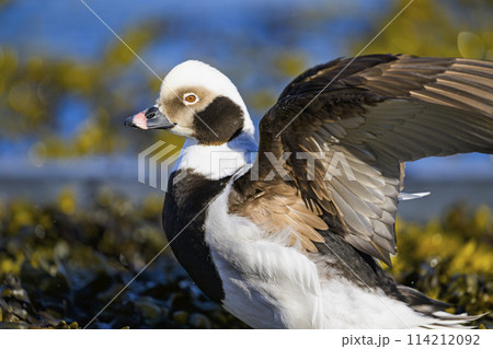 羽ばたくコオリガモ雄 羽ばたくコオリガモ雄 114212092