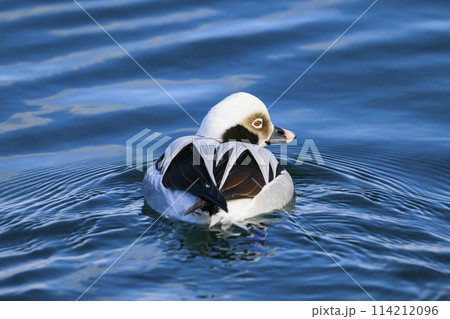 コオリガモ雄 コオリガモ雄 114212096