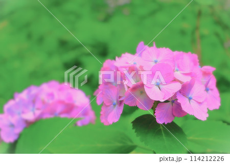 鮮やかなピンクの紫陽花の花 鮮やかなピンクの紫陽花の花 114212226