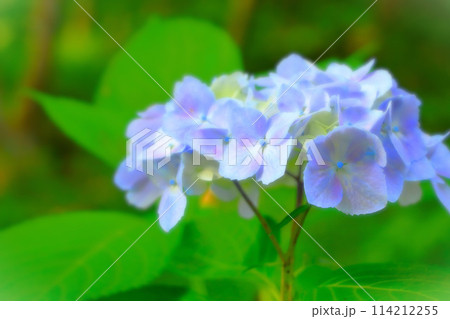 爽やかなライトブルーの紫陽花の花 爽やかなライトブルーの紫陽花の花 114212255
