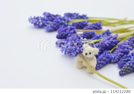 青紫色のムスカリの花とテディベア 青紫色のムスカリの花とテディベア 114212280