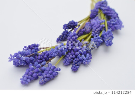 青紫色のムスカリの花を並べる 青紫色のムスカリの花を並べる 114212284