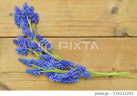 青紫色のムスカリの花を並べる 114212291