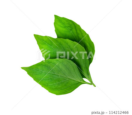 leaf  fresh basil isolated, Green leaves pattern 114212466