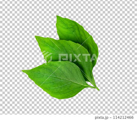 leaf  fresh basil isolated, Green leaves pattern 114212466