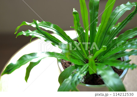 室内インテリア（明るい観葉植物） 114212530