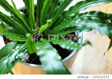 室内インテリア（明るい観葉植物） 114212531