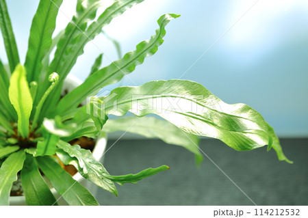 室内インテリア（明るい観葉植物） 114212532