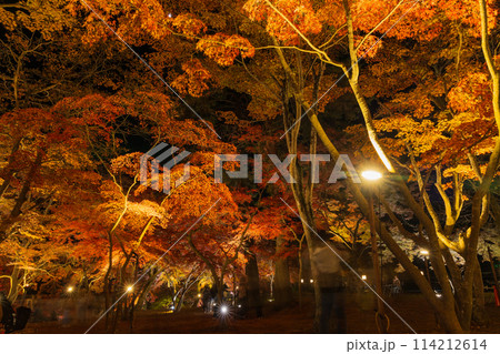 埼玉長瀞の秋 月の石もみじ公園 紅葉ライトアップ 埼玉長瀞の秋 月の石もみじ公園 紅葉ライトアップ 114212614