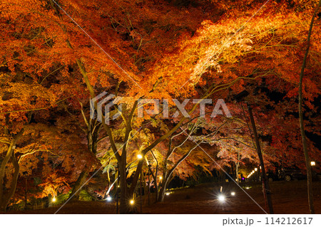 埼玉長瀞の秋 月の石もみじ公園 紅葉ライトアップ 埼玉長瀞の秋 月の石もみじ公園 紅葉ライトアップ 114212617