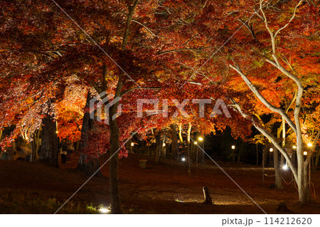 埼玉長瀞の秋　月の石もみじ公園　紅葉ライトアップ 114212620