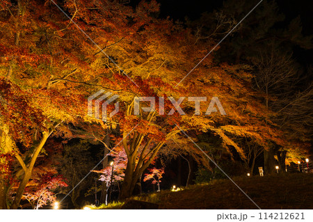 埼玉長瀞の秋　月の石もみじ公園　紅葉ライトアップ 114212621