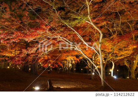 埼玉長瀞の秋　月の石もみじ公園　紅葉ライトアップ 114212622