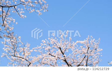 青空に咲くソメイヨシノ 114212729