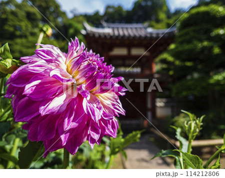 ピンク色のダリアの花が満開 ピンク色のダリアの花が満開 114212806