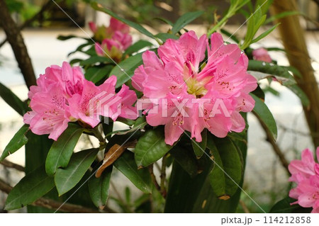満開のピンク色のシャクナゲの花 114212858
