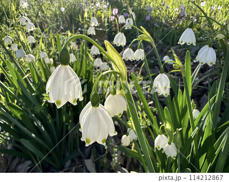 Summer snowflake or Loddon lily (lat.- Leucojum aestivum) Summer snowflake or Loddon lily (lat.- Leucojum aestivum) 114212867