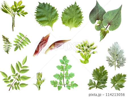 切り抜き素材セットー和ハーブ 切り抜き素材セットー和ハーブ 114213056