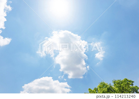 初夏の青空と木立 初夏の青空と木立 114213240