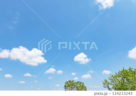 初夏の青空と木立 初夏の青空と木立 114213243