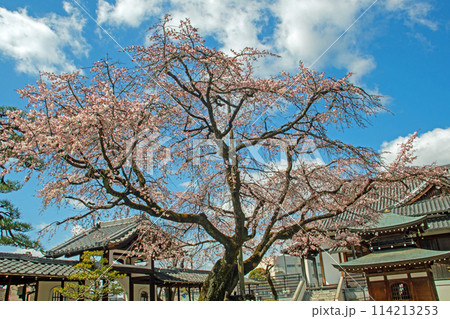 名古屋市昭和区香積院の桜 名古屋市昭和区香積院の桜 114213253