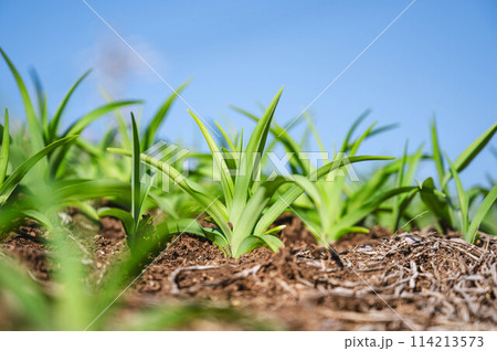 ヤブカンゾウ 114213573