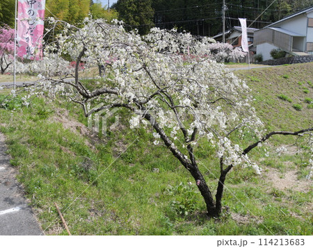 愛知県豊田市上中のしだれ桃 愛知県豊田市上中のしだれ桃 114213683