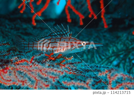 赤いイソバナにクダゴンベ　沖縄の海 114213715