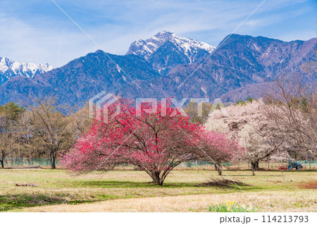 (山梨県)甲斐駒ヶ岳の麓で見つけた、美しい桃と山桜の饗宴 (山梨県)甲斐駒ヶ岳の麓で見つけた、美しい桃と山桜の饗宴 114213793