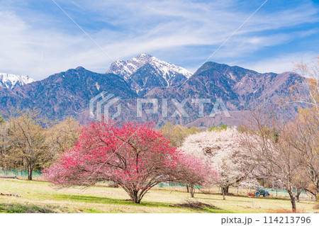 (山梨県)甲斐駒ヶ岳の麓で見つけた、美しい桃の木 (山梨県)甲斐駒ヶ岳の麓で見つけた、美しい桃の木 114213796